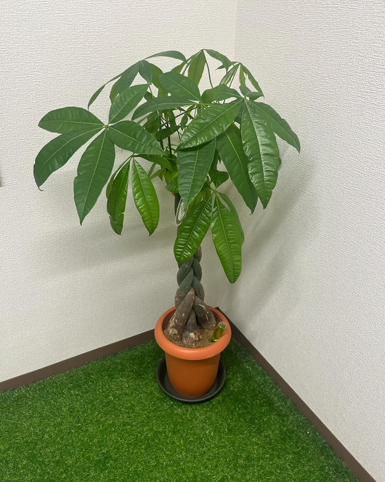 画像862